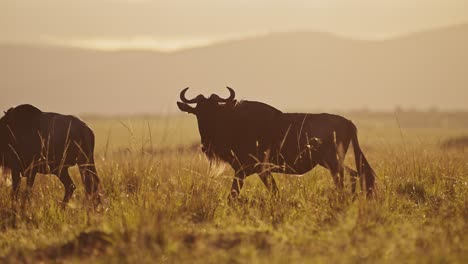 slow motion of africa wildlife of wildebeest herd great migration, walking in savanna landscape scenery in beautiful golden hour sunrise sunlight light from maasai mara kenya to serengeti tanzania