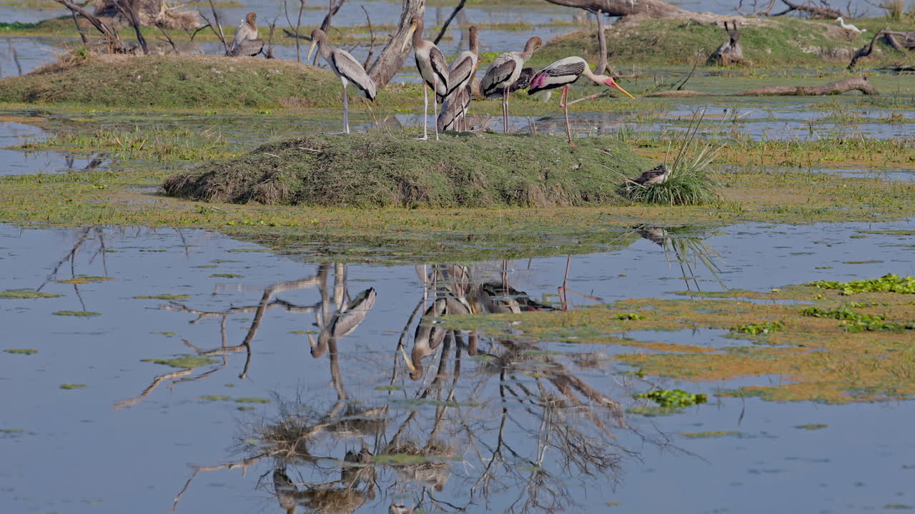 A painted stork and flock of juvenile painted storks standing near the wetland with reflection falling on the lake water surface in keoladeo bird sanctuary, India