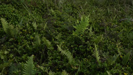 medium orbit around fern grove in understory of tropical vegetated jungle