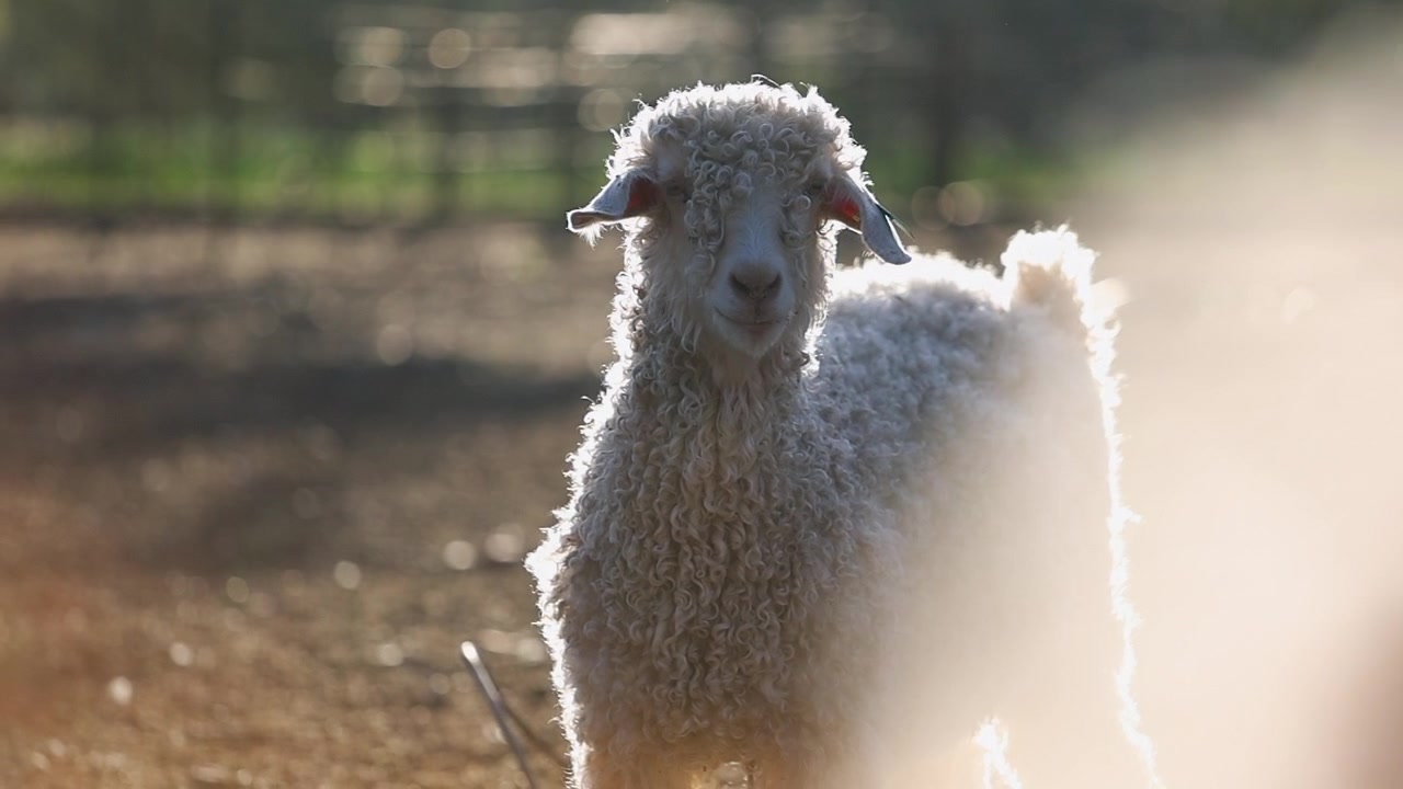 Dê Angora lông xoăn trên đồng cỏ nhìn vào máy ảnh, được chiếu sáng ngược bởi ánh nắng mặt trời.