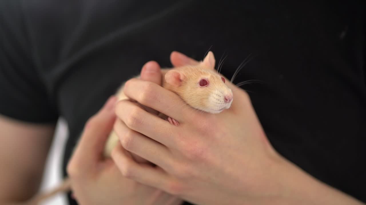 Pet domesticated rat twitching nose in owners hands