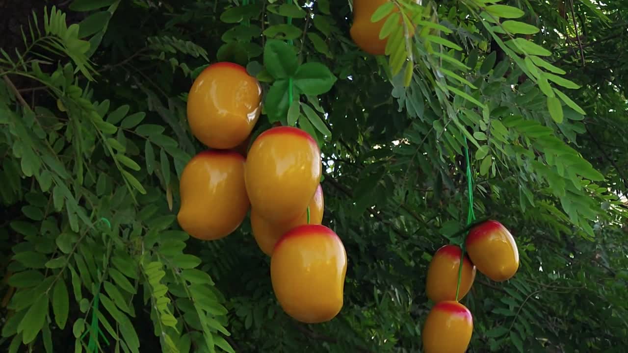 disparo constante de mangos de plástico falsos decorados en el árbol para promover la temporada de mangos