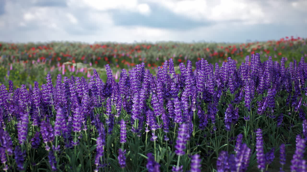 파란색 라벤더와 야생 꽃의 활기찬 은 구름이 가득한 하늘 아래