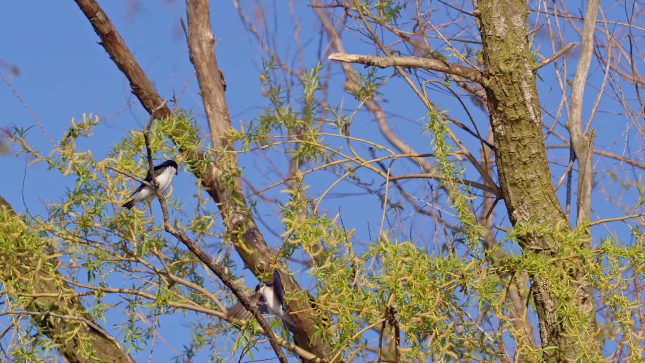 Aerial choreography of purple martins during mating, shot in cinematic slow motion.