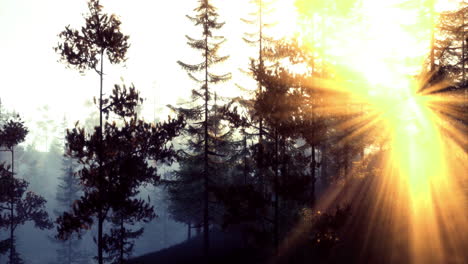 sunrise over a dense forest with rays of light filtering through trees