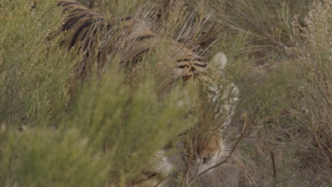 slow motion tiger stalking through brush