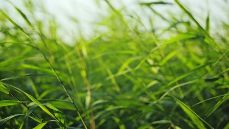 Golden hour breeze flows through riverbank reeds in soft elegant rhythm