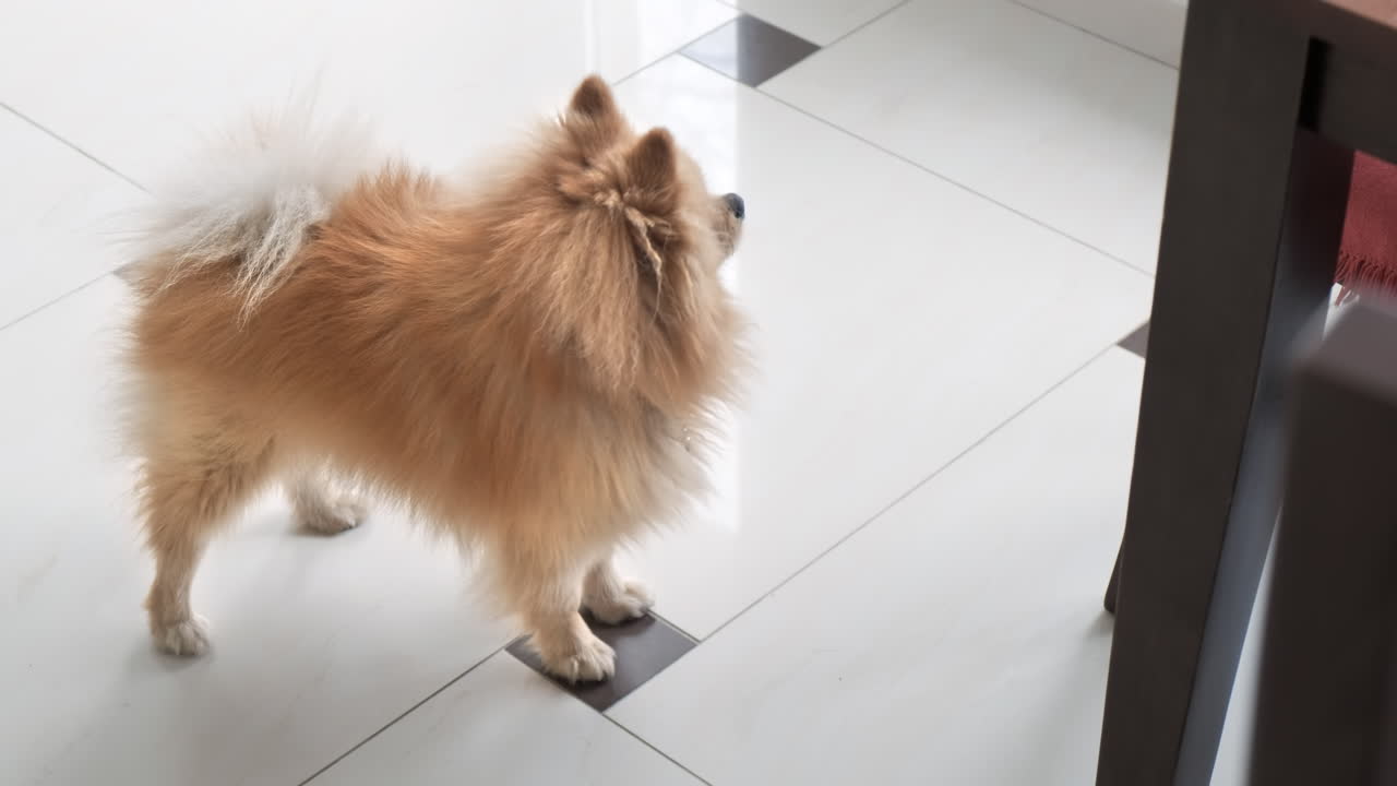 A pomeranian with yellow fur and brown eyes staying on the floor near a human sitting at the table