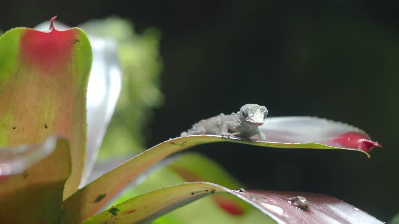 Lizard on a Bromeliad
