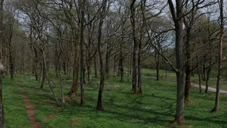 Person,-Die-Fahrrad-Im-Wald-Mit-Vielen-Blumen-Fährt