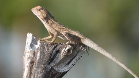 lizard relaxing on tree - hunt