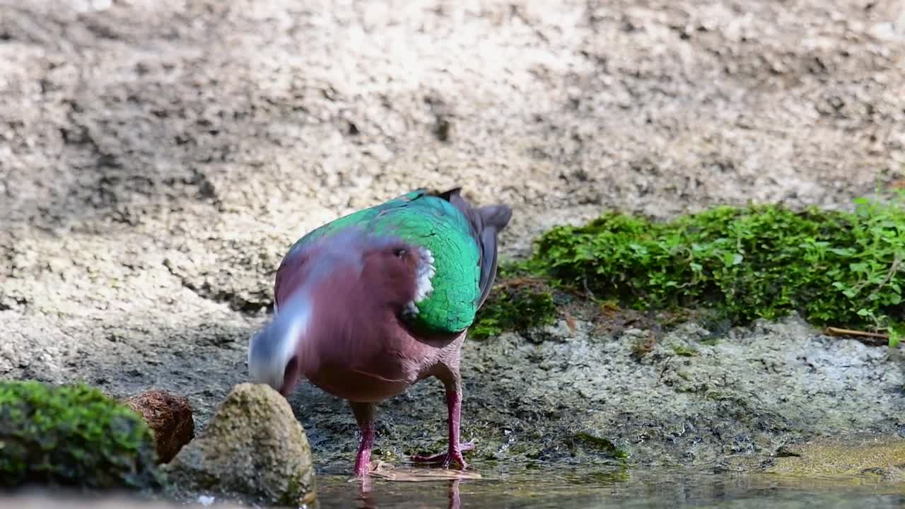 더운 날 숲에서 목욕 후 손질하는 일반적인 에메랄드 비둘기, chalcophaps indica, 원래 속도