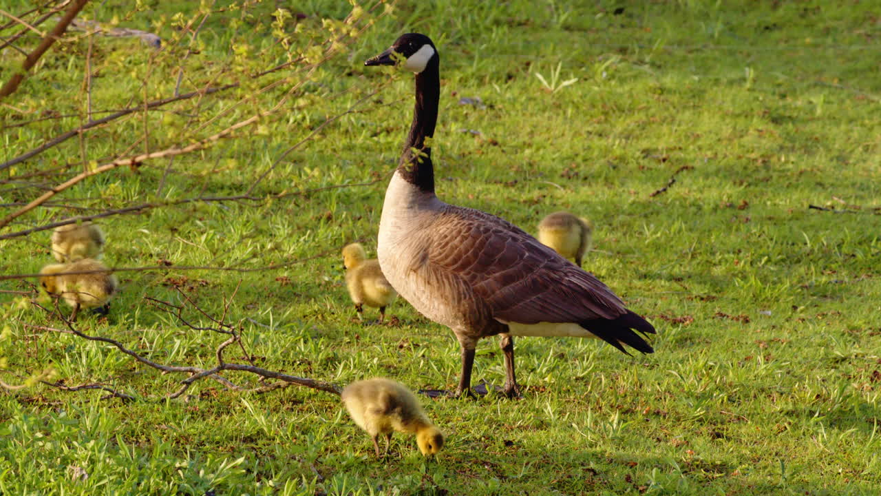 A poetic slow-mo look at goslings learning to live on land and in water.