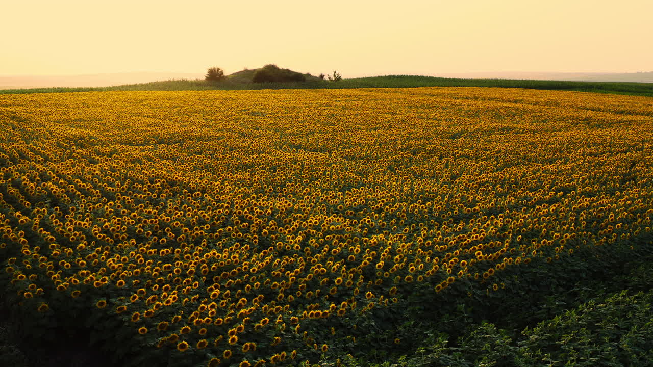 tiro lento y relajante del campo de girasol durante la hora dorada
