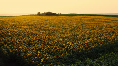 Tiro-Lento-Y-Relajante-Del-Campo-De-Girasol-Durante-La-Hora-Dorada