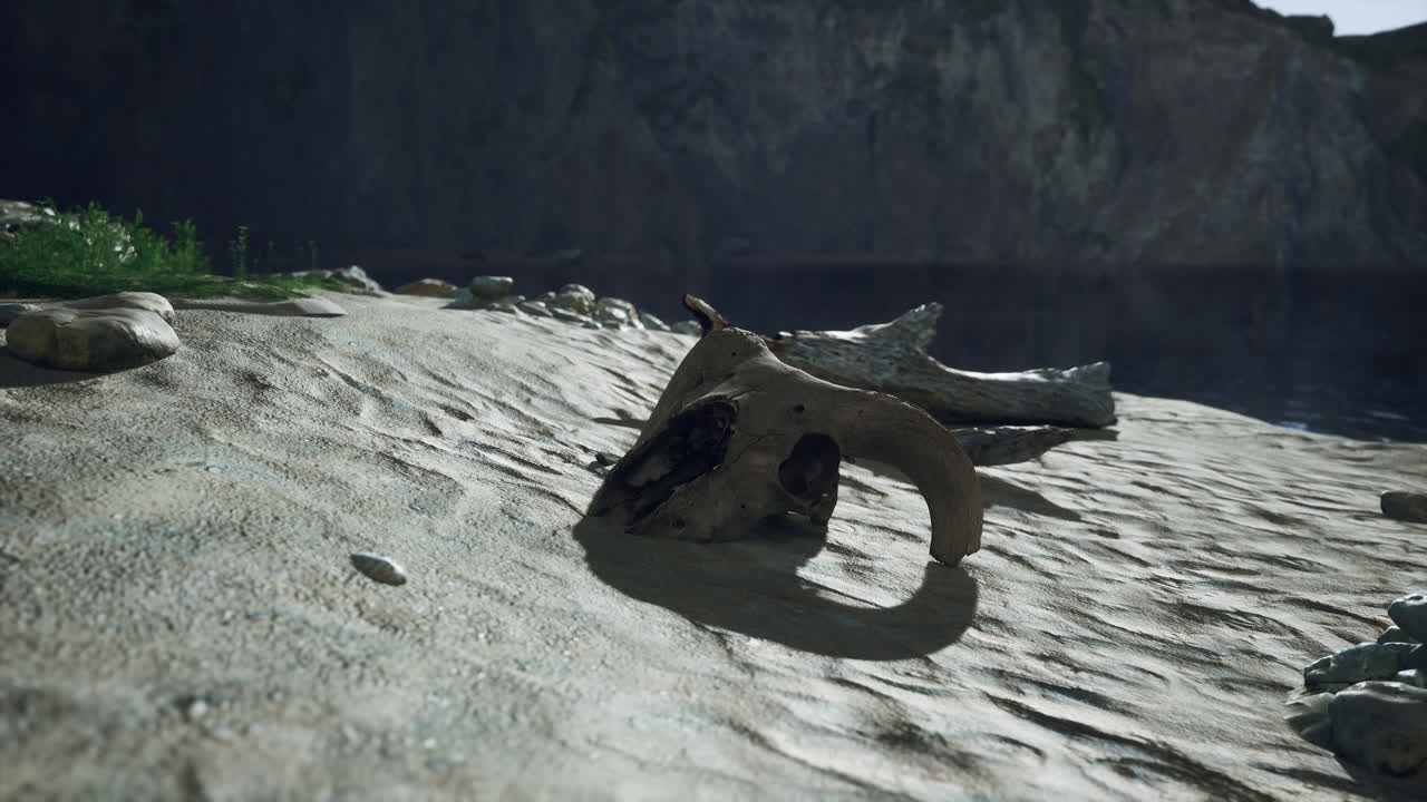 해변에 있는 두개골