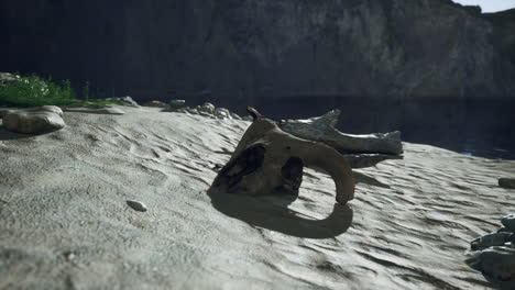 un cráneo en una playa