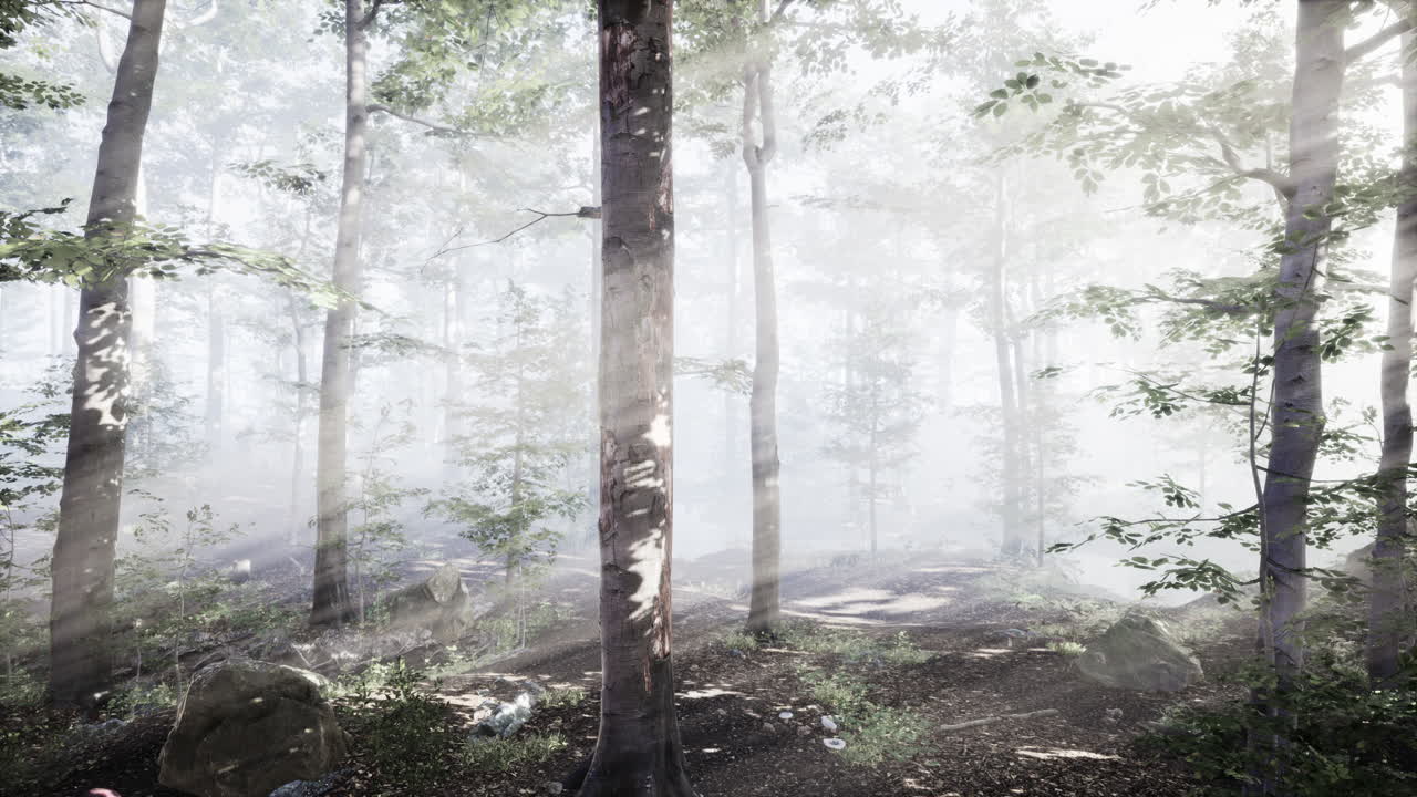 아침 안개 속 의 웅장 한 숲 의 파노라마 뷰