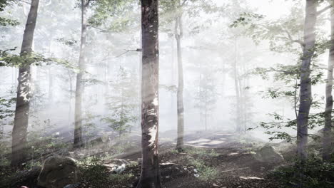 panoramic view of the majestic forest in a morning fog