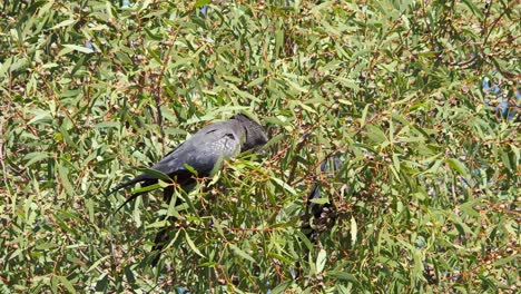 Ein-Weiblicher-Rotschwänziger-Schwarzer-Waldkakadu,-Der-In-Einem-Jarrah-Baum-Füttert