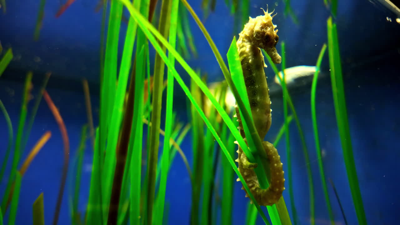 Long-snouted Seahorse And Sea Grass Underwater In Aquarium Tank. closeup shot