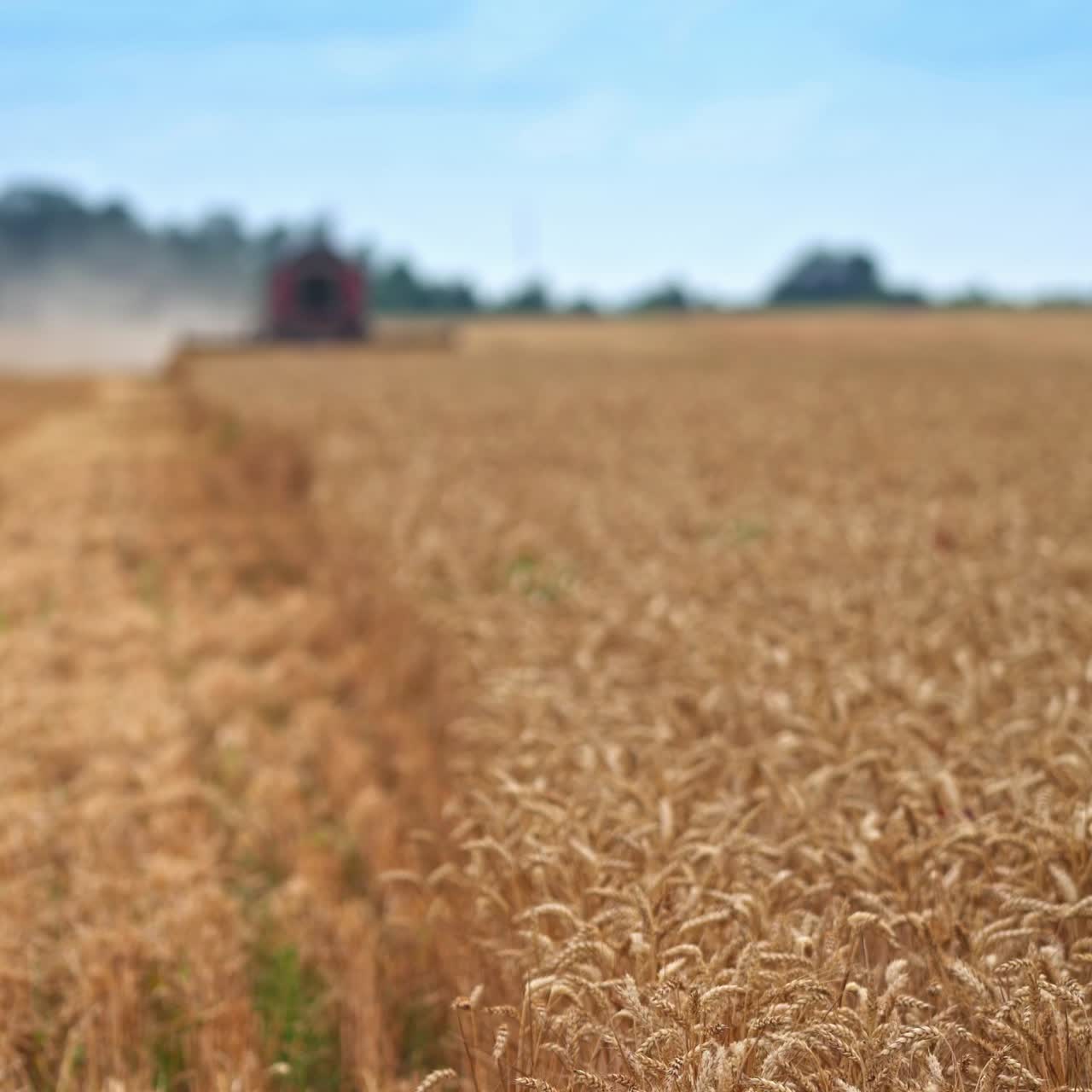 Sunny agricultural farmland of ripe wheat. Ears of corn swaying in the light wind. Wheat mower working in the field and rising the clouds of dust in blur