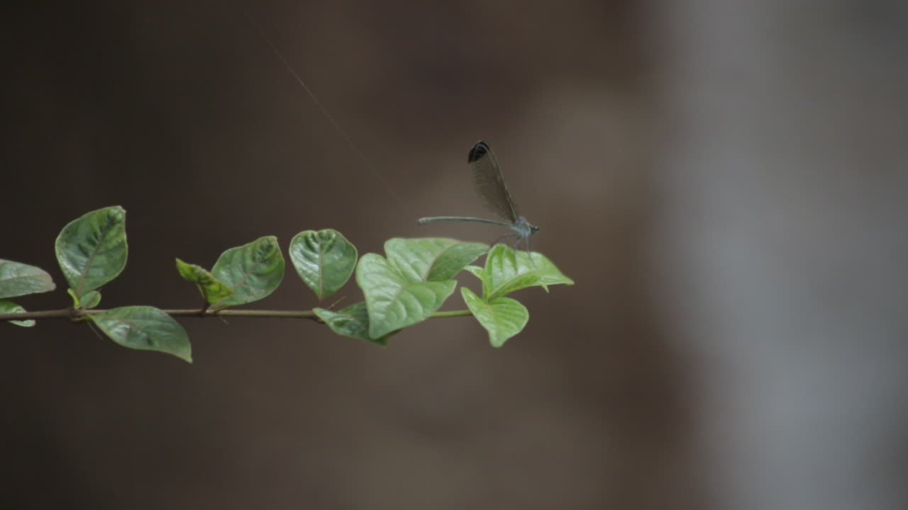 Dragonfly on green leaf, flying and returning to leaf. Close up, static