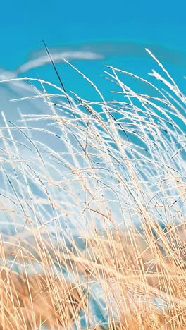 meadow grass nature
