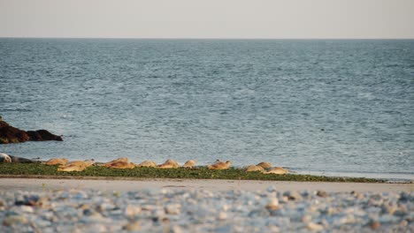 young wild seal cubs rushing towards ocean water, static distance view