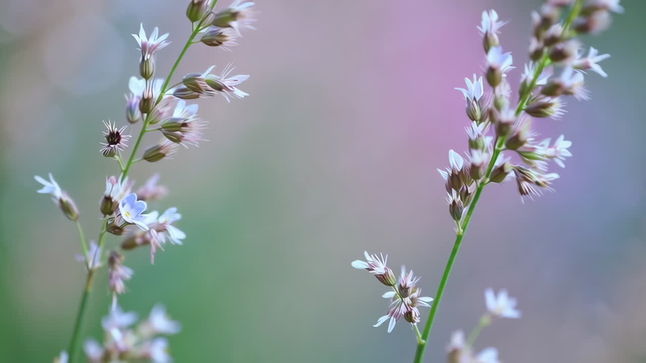Delicati fiori selvatici bianchi e viola a fuoco morbido.