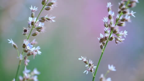 delicate white and purple wildflowers in soft focus