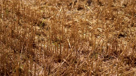 a serene field with golden grass