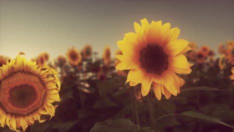 Many-bright-yellow-big-sunflowers-in-plantation-fields-on-evening-sunset