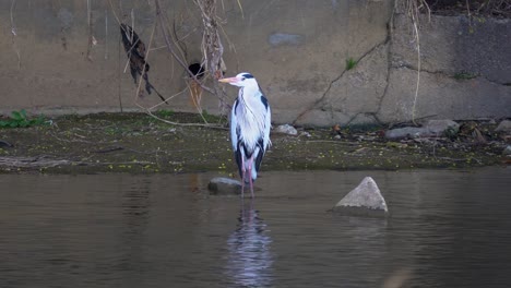 Garza-Gris-De-Pie-En-Aguas-Poco-Profundas-En-El-Arroyo-Yangjaecheon,-Seúl,-Corea-Del-Sur---Plano-General