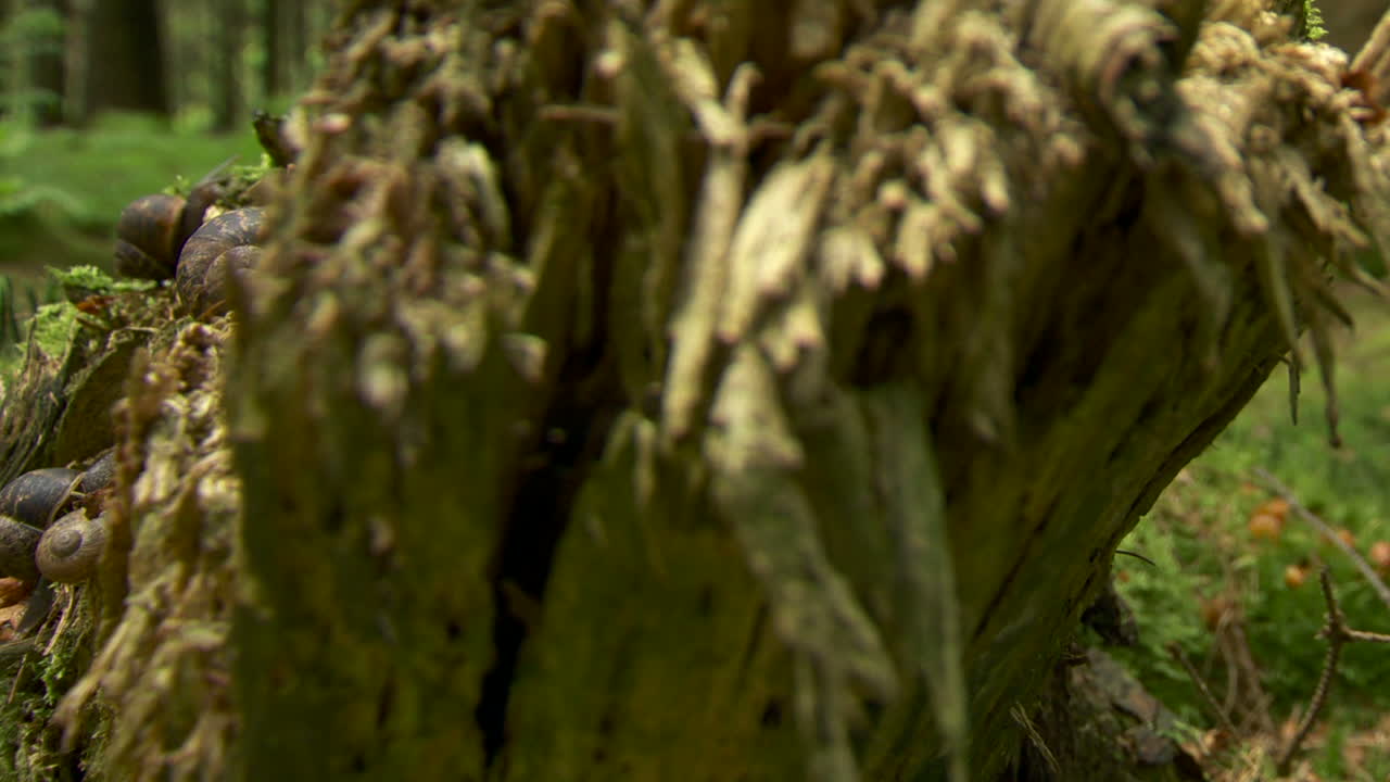 숲을 탐험하는 달팽이의 놀라운 공중 촬영 공개