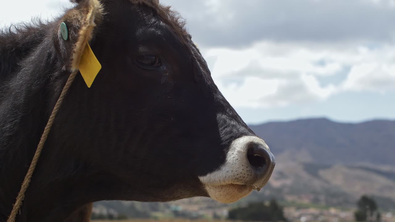 La mucca Domingo guarda in camera