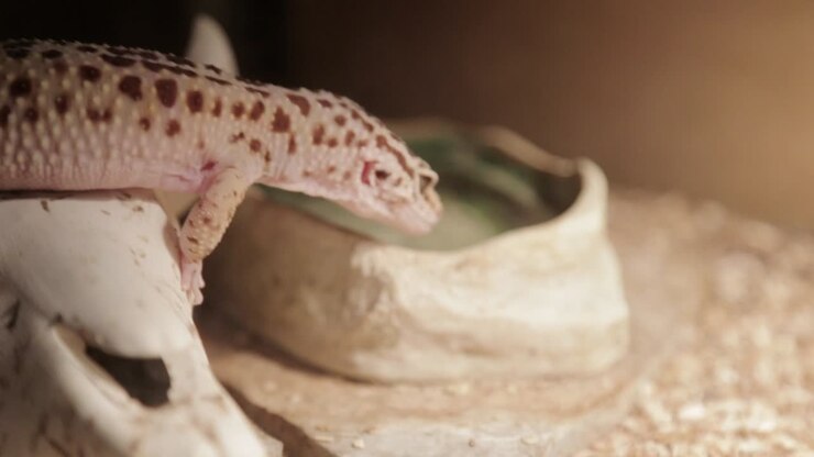 Un geco leopardino beve dalla sua ciotola d'acqua