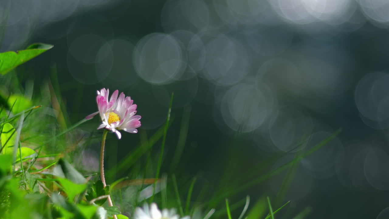 A solitary daisy flower stands gracefully against a blurred background of a flowing river, with a distinct "soapy bokeh" effect highlighting its delicate beauty