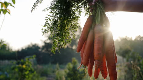 farmer holds a carrot just pulled from the ground