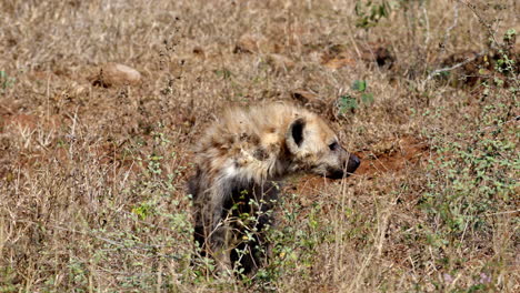 spotted hyena looking around in the savanna, in the kruger national park, in south africa
