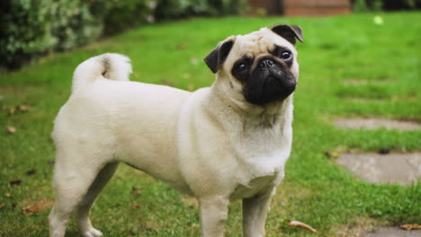 Pet-pug-dog-standing-outside-rotating-head-listening