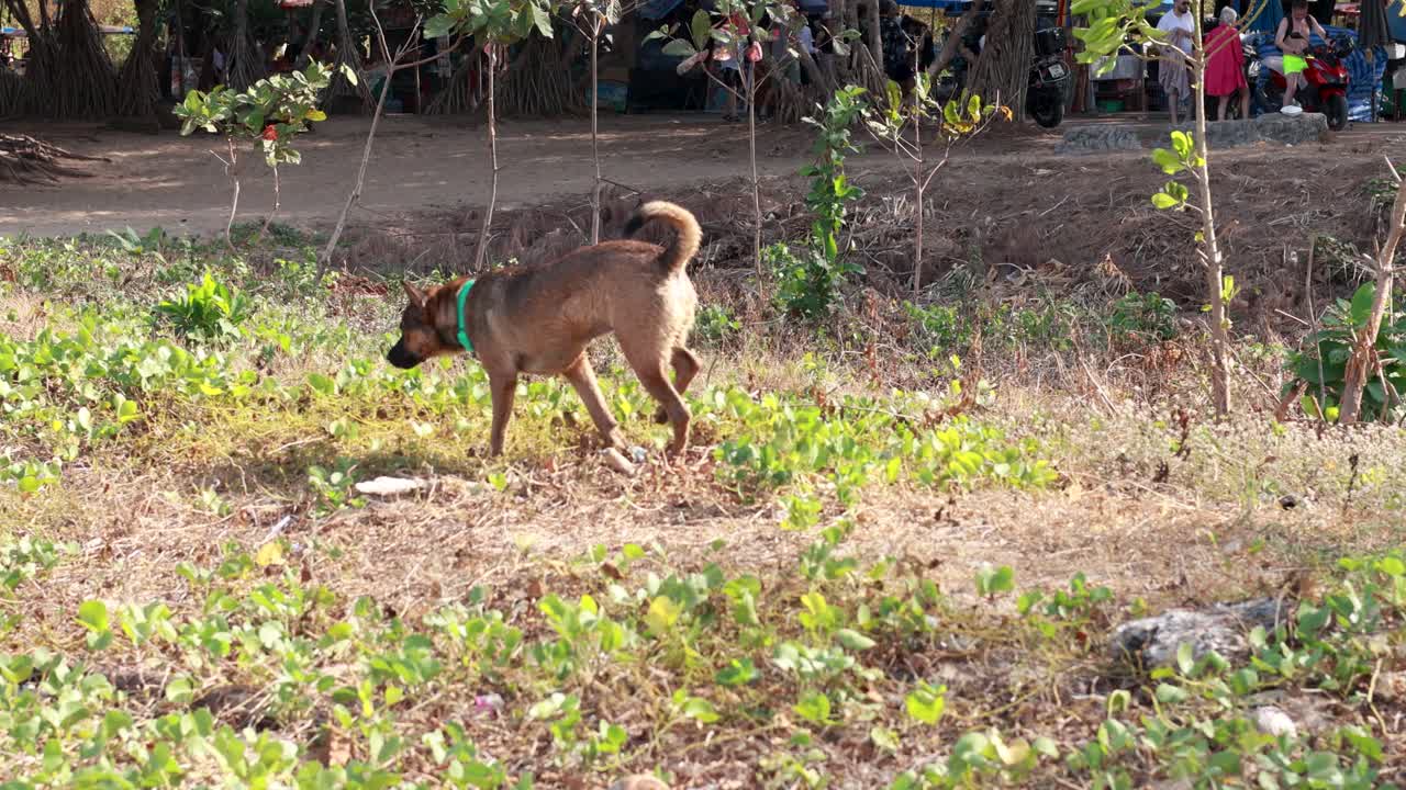 A dog walks through a sunlit, grassy area near a Phuket beach, displaying curiosity and movement