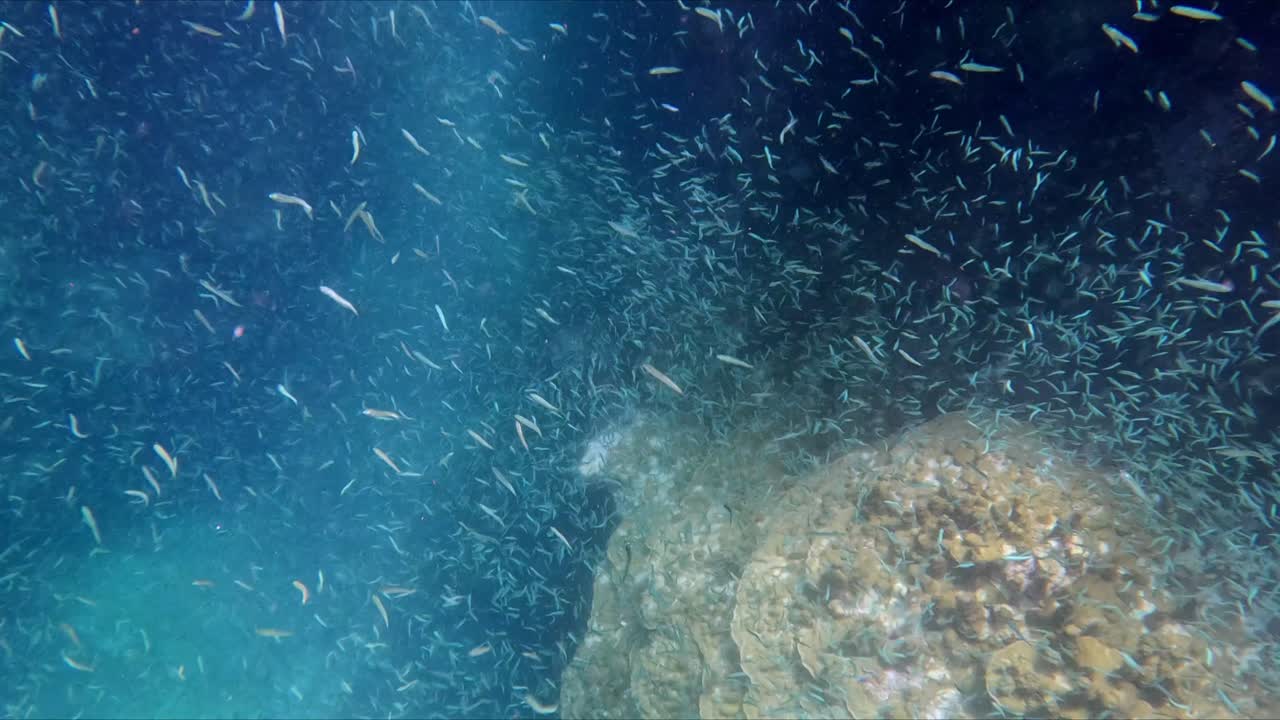 Large School Of Small Fish Swims In The Ocean. Underwater Shot