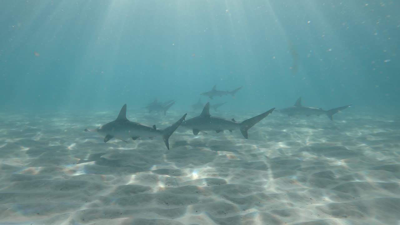 Sun rays penetrate the ocean surface as a school of Hammerhead sharks patrol the ocean floor