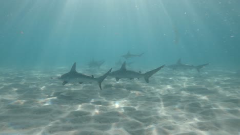 sun rays penetrate the ocean surface as a school of hammerhead sharks patrol the ocean floor