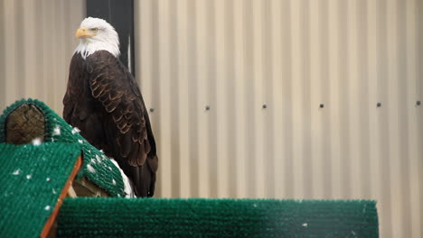 bald eagle sits and turns head on rail