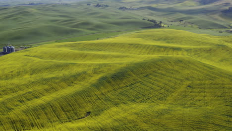 Colinas-Ondulantes-De-Palouse-En-América-Con-Flores-De-Canola-Amarillas-Florecientes,-Antena