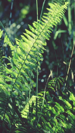 close-up of lush green ferns in a forest