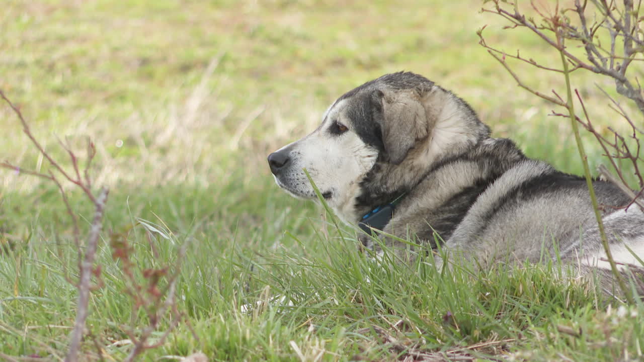 Dog Lying in Grass
