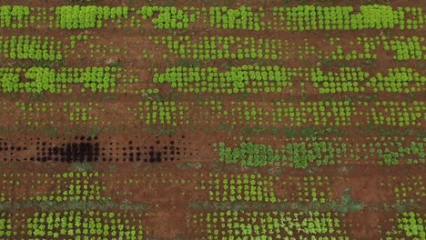 Green-and-brown-everywhere,-lettuce-and-soil